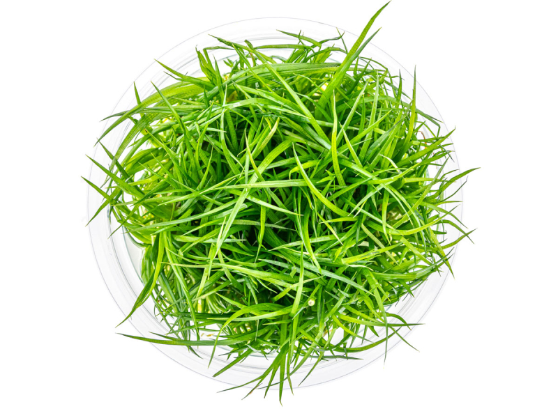 Preview: Wollstängel - Eriocaulon cinereum in vitro